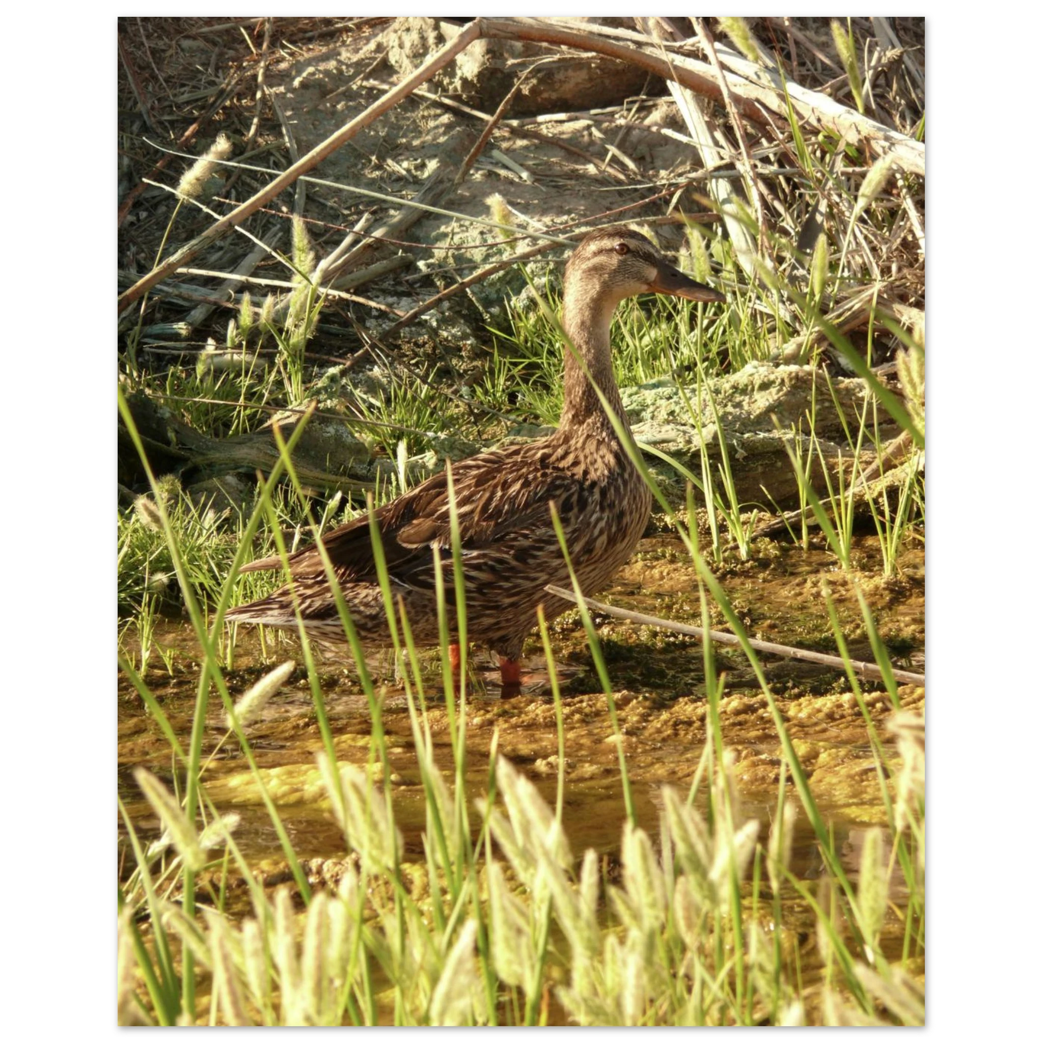 85c5ea39-395c-4d6f-8e61-30f0f2272239